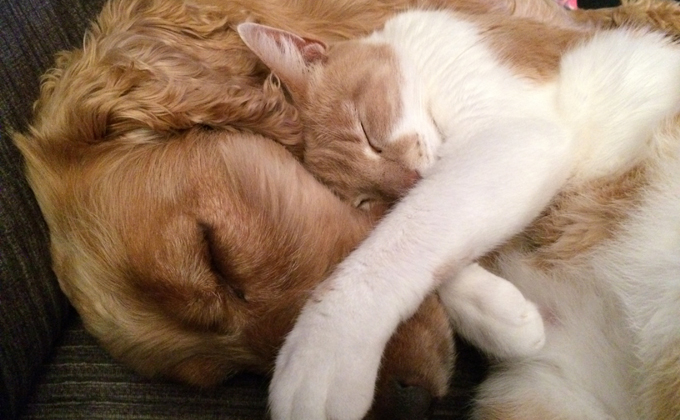 犬と猫のイメージ写真