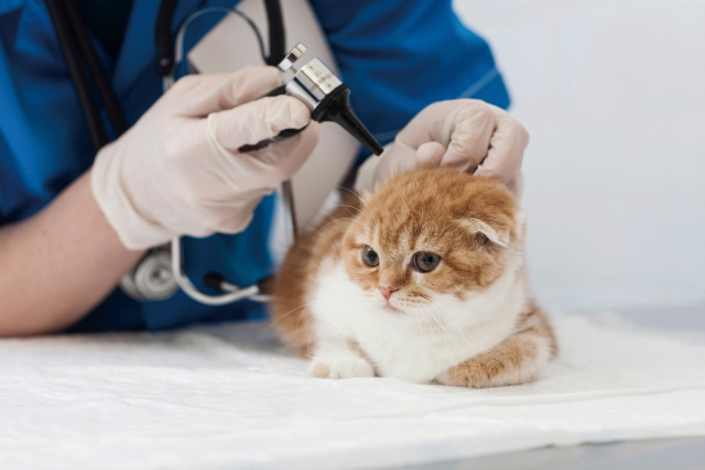 猫がフレンディの獣医師による健康診断を受診している写真