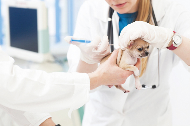 犬がフレンディのワクチン接種をしている写真
