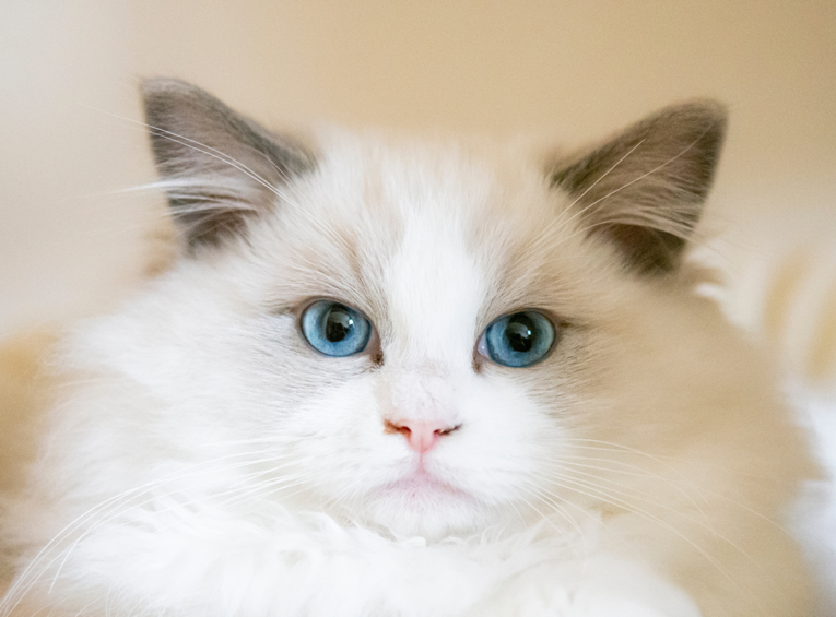 トリミングしている猫の写真
