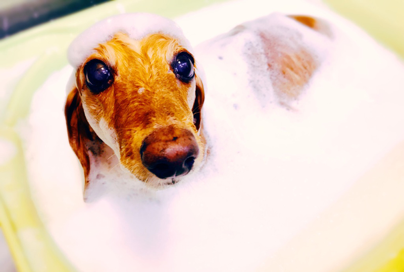 トリミングしている犬の写真